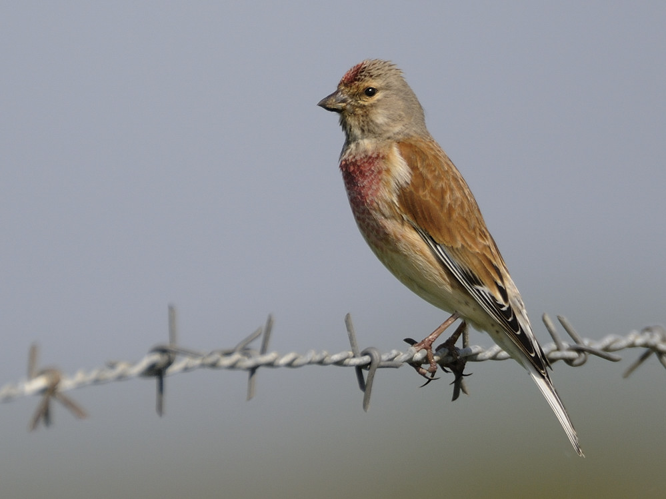 Carduelis cannabina &copy; HERCENT Jean-Luc