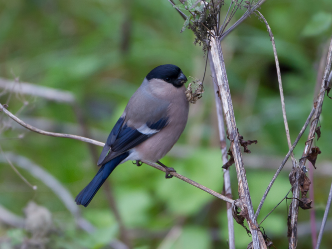 Pyrrhula pyrrhula &copy; TONDELLIER Bruno