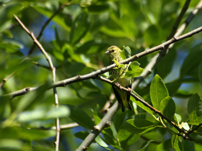 Carduelis spinus &copy; TOP Damien