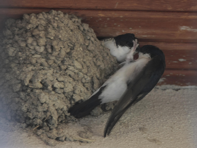 Delichon urbica &copy; TOP Damien