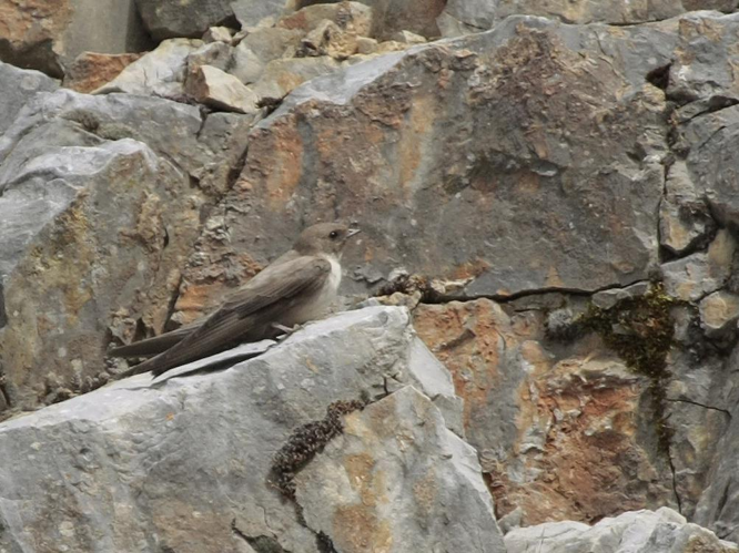 Ptyonoprogne rupestris &copy; TOP Damien