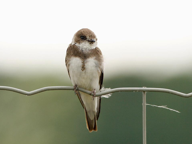 Riparia riparia © SENGEZ Pierre