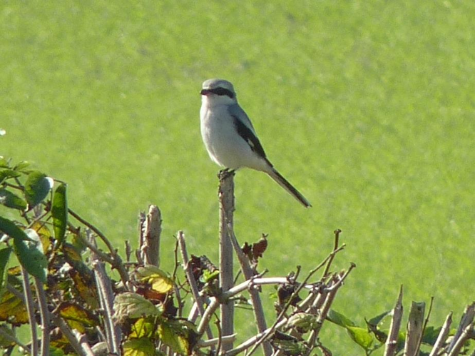 Lanius excubitor &copy; PLATEAUX Odile