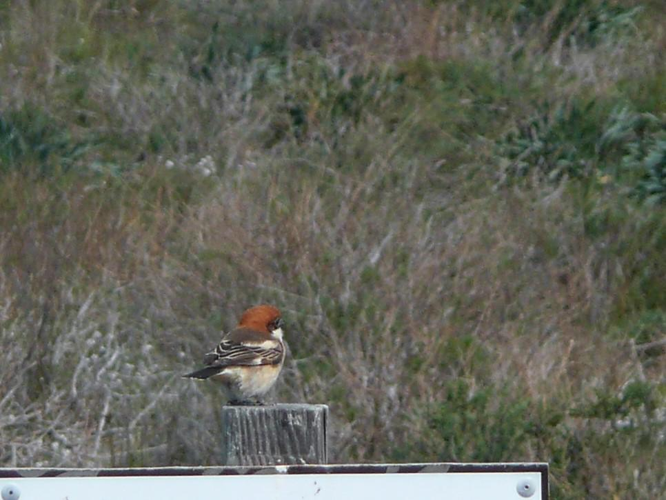 Lanius senator © MAILLIER Sébastien