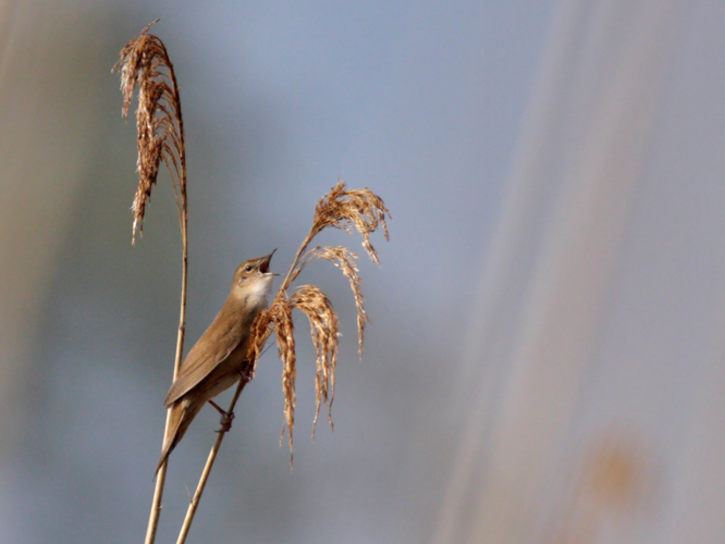 Locustella luscinioides &copy; PERSYN Jacques