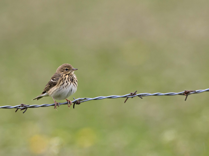 Anthus pratensis &copy; CORDELIER Sylvain