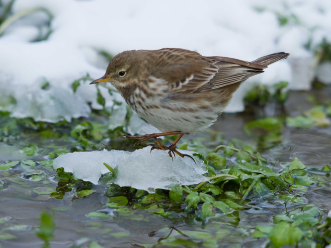 Anthus spinoletta &copy; LECAT Jean-Michel