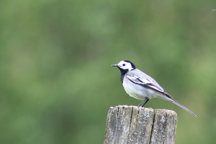 Motacilla alba alba &copy; HERMANT Thomas