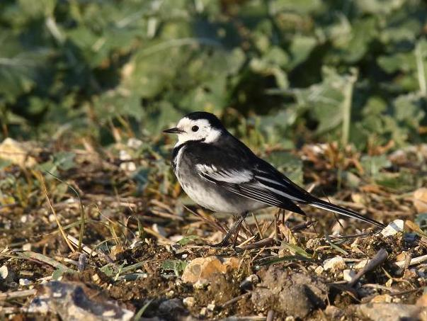 Motacilla alba yarrellii &copy; DANTEN Benoit