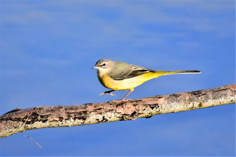 Motacilla cinerea &copy; VATHELET Cyril