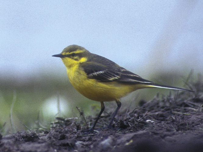 Motacilla flava flavissima &copy; HERCENT Jean-Luc