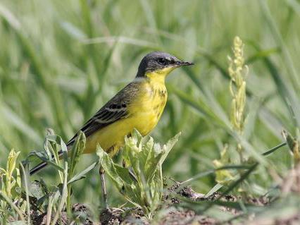 Motacilla flava thunbergi © NIANANE Eric