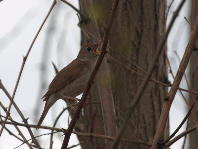 Luscinia megarhynchos &copy; TOP Damien