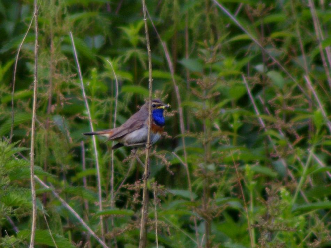 Luscinia svecica cyanecula &copy; QUEVILLART Jean