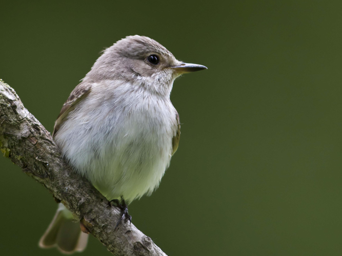Muscicapa striata &copy; CORDELIER Sylvain