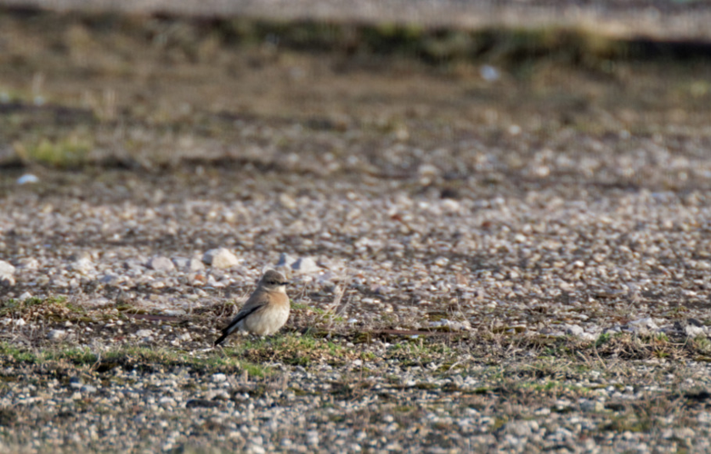 Oenanthe deserti &copy; DANTEN Benoit