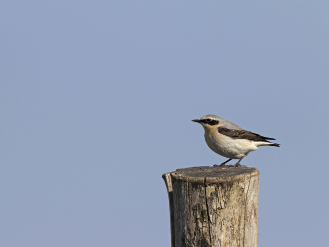 Oenanthe oenanthe &copy; CORDELIER Sylvain