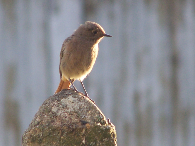 Phoenicurus ochruros &copy; LEROY Sébastien