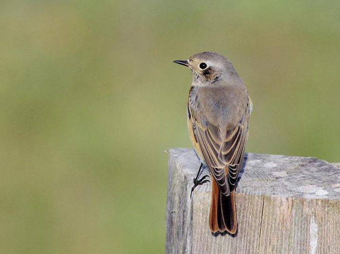 Phoenicurus phoenicurus &copy; NIANANE Eric