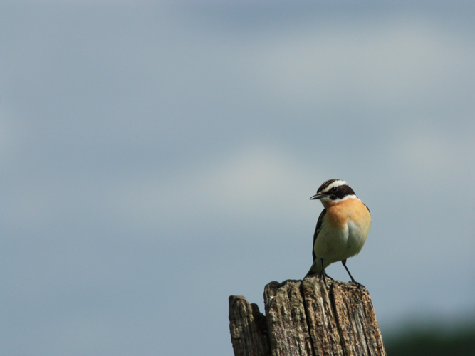 Saxicola rubetra &copy; HERMANT Thomas