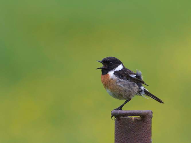 Saxicola torquata &copy; CORDELIER Sylvain