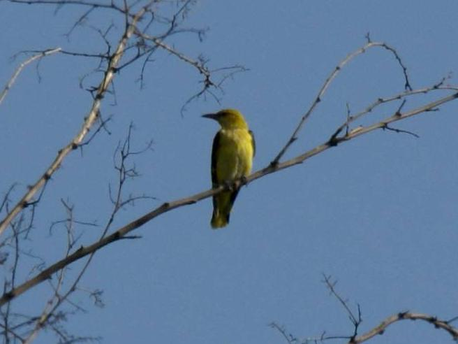 Oriolus oriolus &copy; BRIGNON Jean-Marie