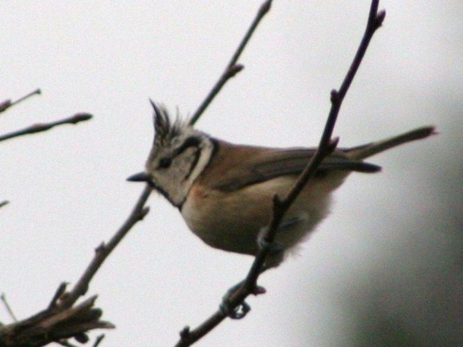 Parus cristatus &copy; LAGASSE Eric