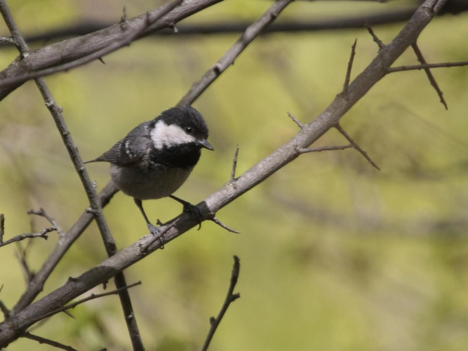 Parus ater &copy; TOP Damien