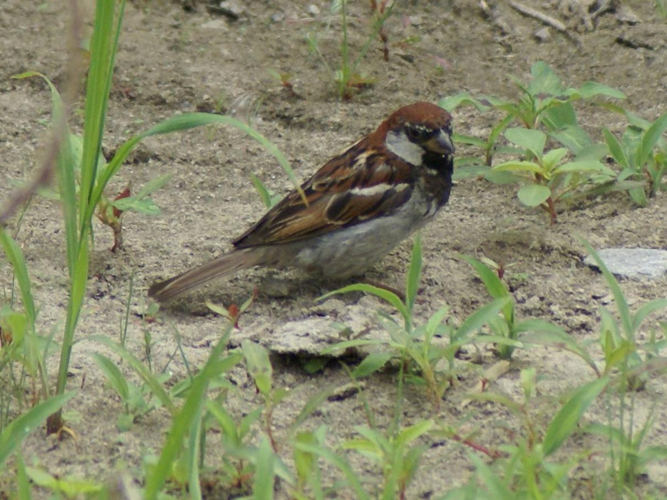 Passer italiae &copy; BRIGNON Jean-Marie