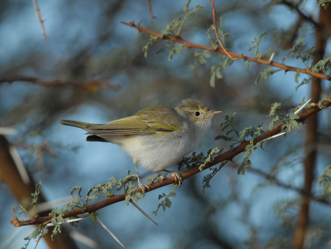 Phylloscopus bonelli &copy; PARIS Jean-Philippe
