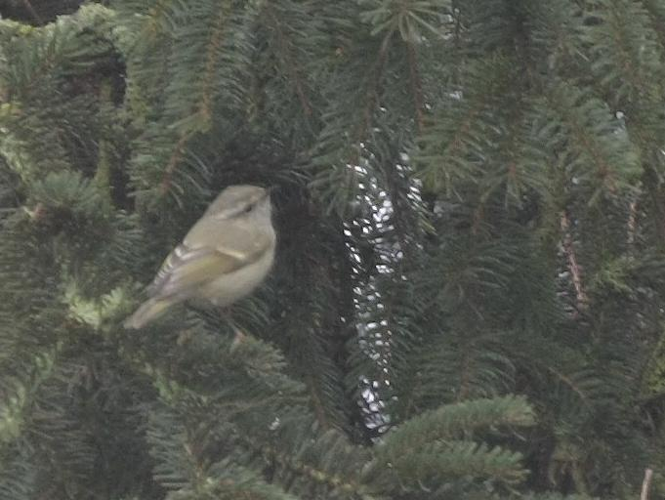 Phylloscopus humei &copy; TOP Damien