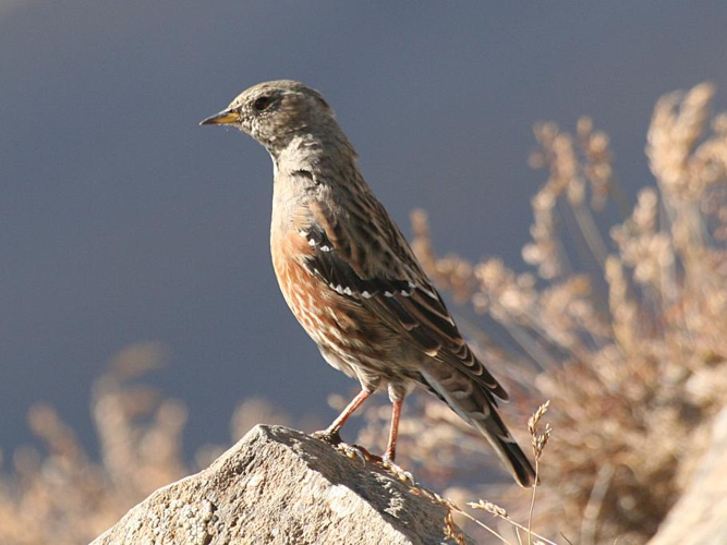Prunella collaris &copy; SOUPLET Carine