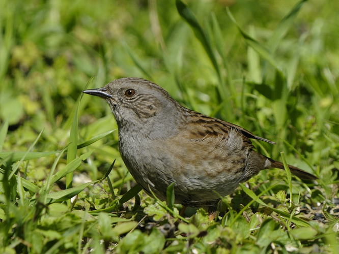 Prunella modularis &copy; HERCENT Jean-Luc