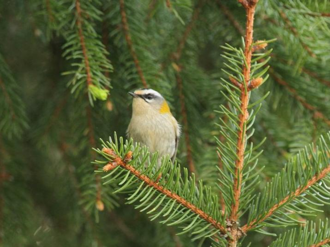 Regulus ignicapillus &copy; SCHILDKNECHT Daniel