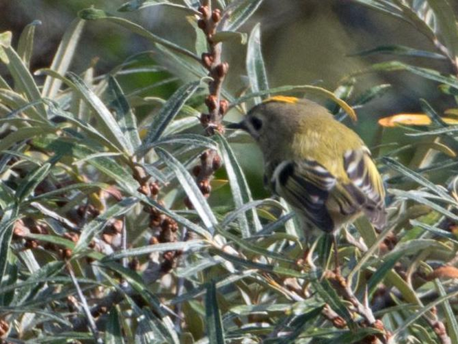 Regulus regulus &copy; TONDELLIER Bruno