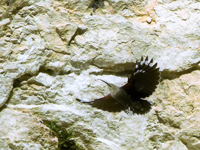 Tichodroma muraria &copy; VATHELET Cyril