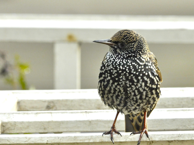 Sturnus vulgaris &copy; MICOUT-MONTIER Catherine