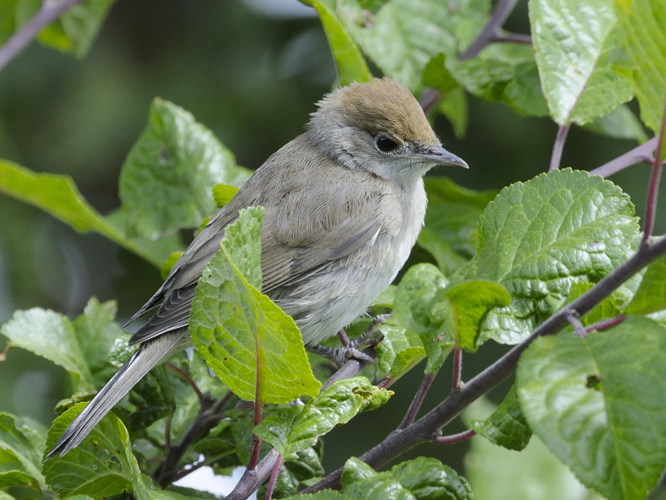 Sylvia atricapilla &copy; HERCENT Jean-Luc