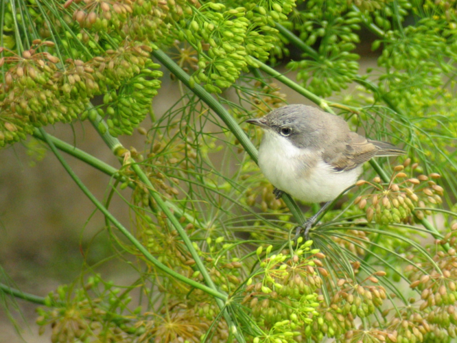 Sylvia curruca &copy; ROUSSEAU Cédric