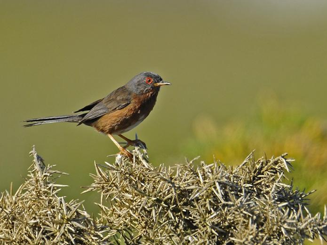 Sylvia undata &copy; STEINMETZ Marc