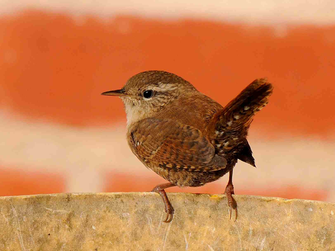 Troglodytes troglodytes &copy; MATHOT William