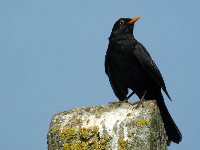 Turdus merula &copy; ROUSSEAU Cédric