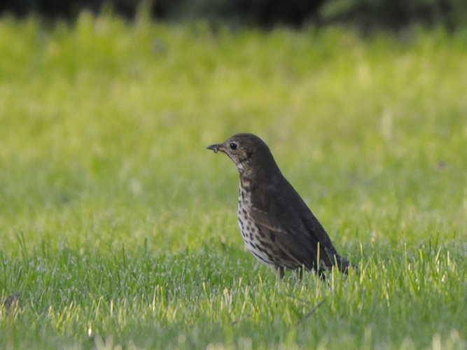 Turdus philomelos &copy; HERCENT Jean-Luc
