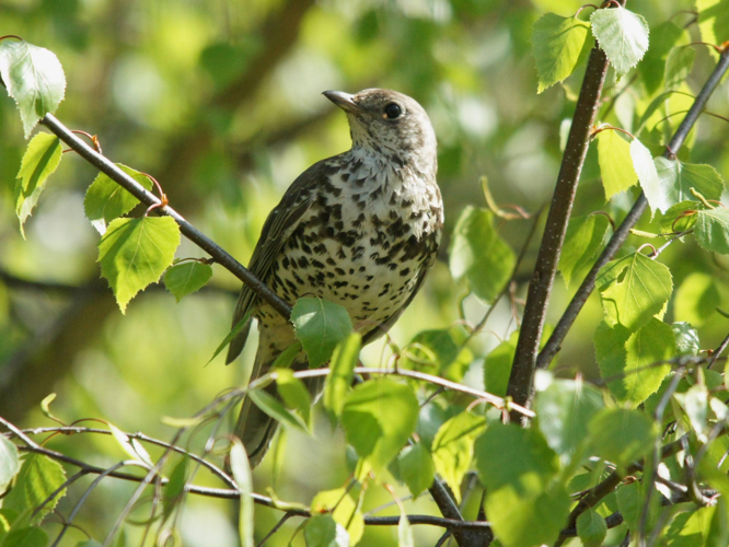 Turdus viscivorus &copy; BRIGNON Jean-Marie