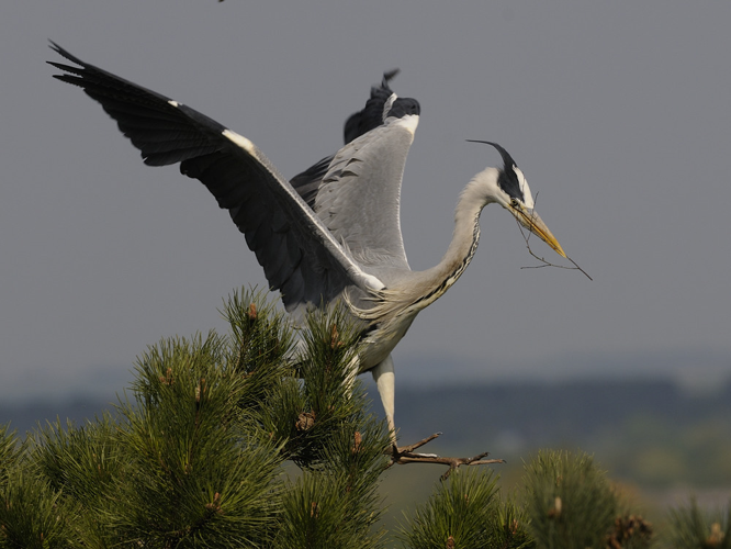 Ardea cinerea &copy; HERCENT Jean-Luc