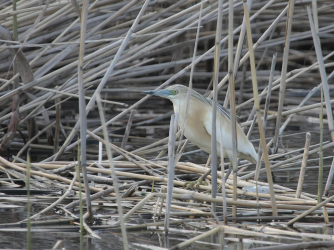 Ardeola ralloides &copy; TOP Damien