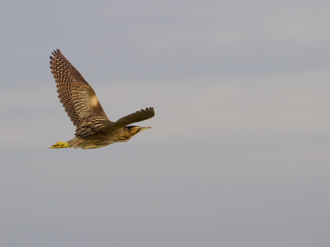 Botaurus stellaris &copy; TONDELLIER Bruno