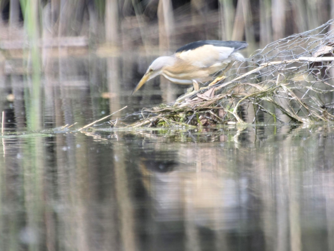 Ixobrychus minutus &copy; TOP Damien