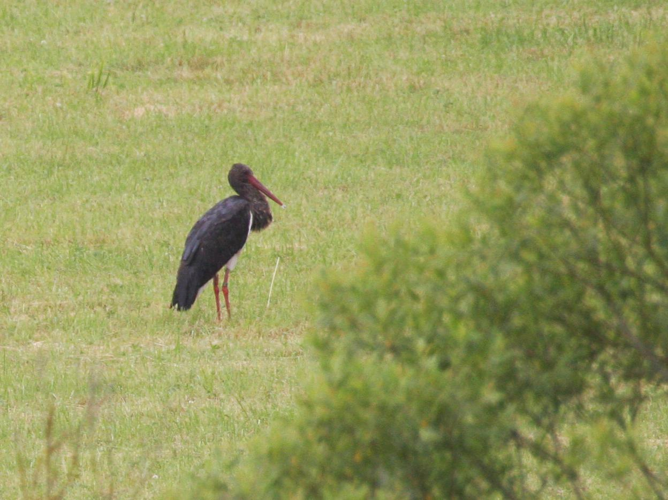 Ciconia nigra &copy; TOP Damien