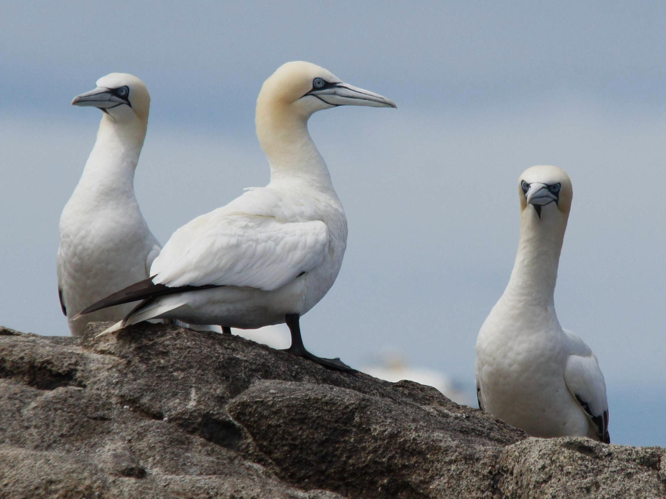 Sula bassana &copy; BRIGNON Jean-Marie